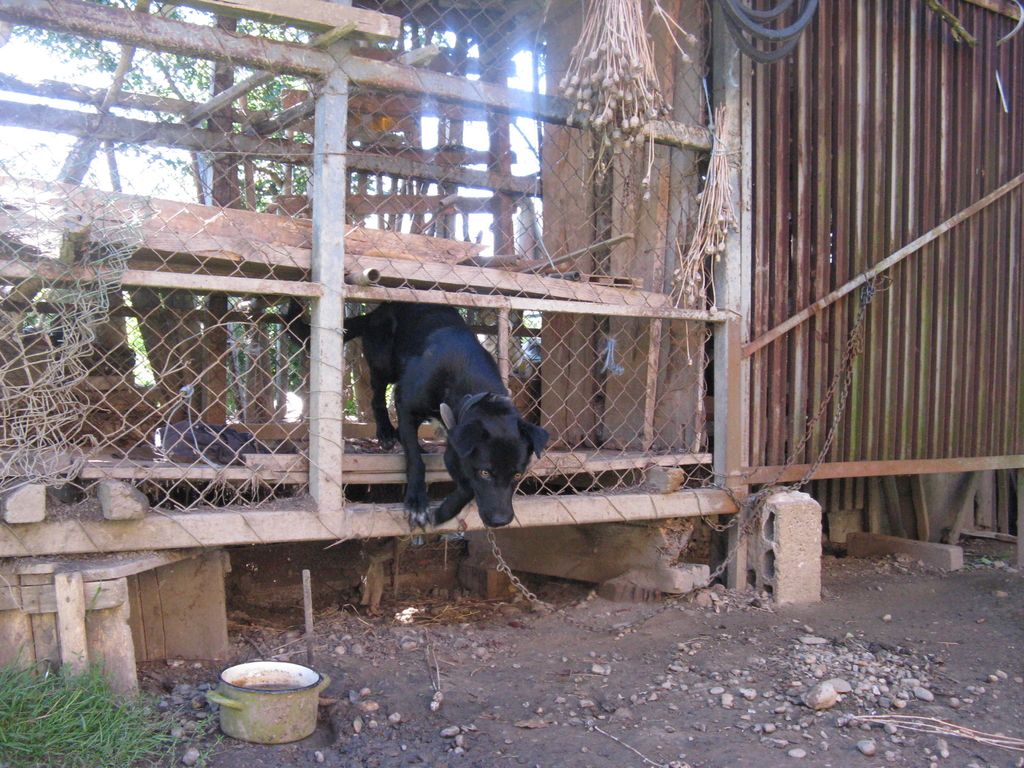 Bi imeli psička? Piki čaka na dobrega lastnika